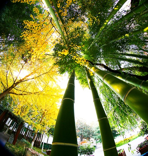 电子pg下载入口